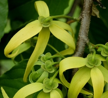 Huile essentielle de ylang ylang